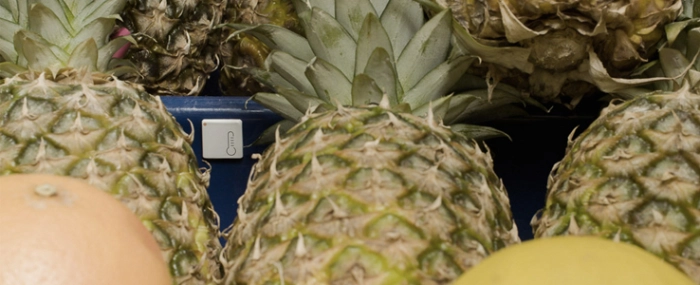 Measurement-Sensor-Pineapples
