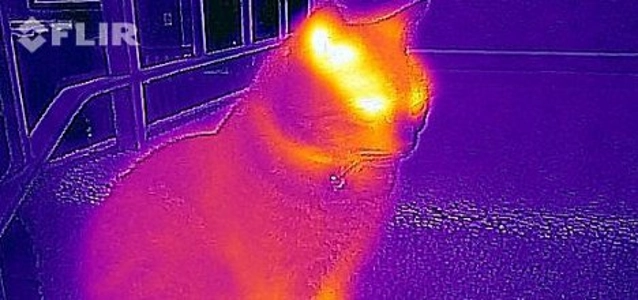 flir-one-image