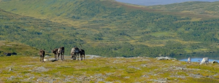 Fjallsakerhetsradet234