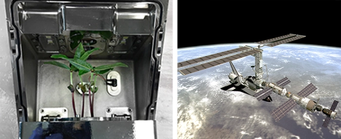 ISS-Plant-Research