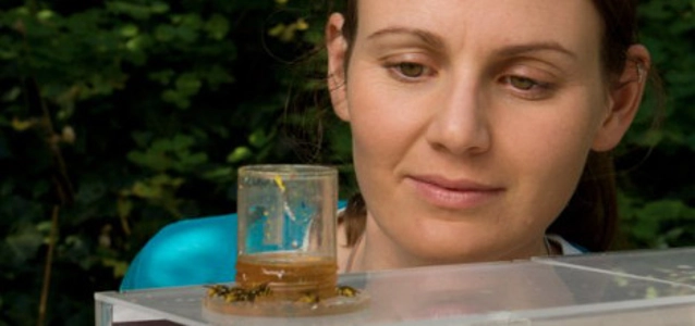 emily-baird-bee