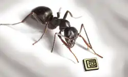 Ant-Component-Size-Comparison