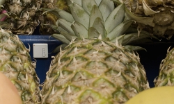 Measurement-Sensor-Pineapples