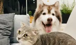 unsplash-cat-dog-2025