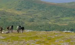 Fjallsakerhetsradet234