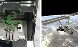 ISS-Plant-Research
