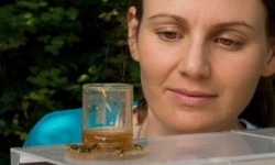 emily-baird-bee