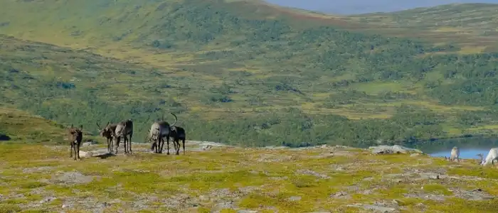 Fjallsakerhetsradet234